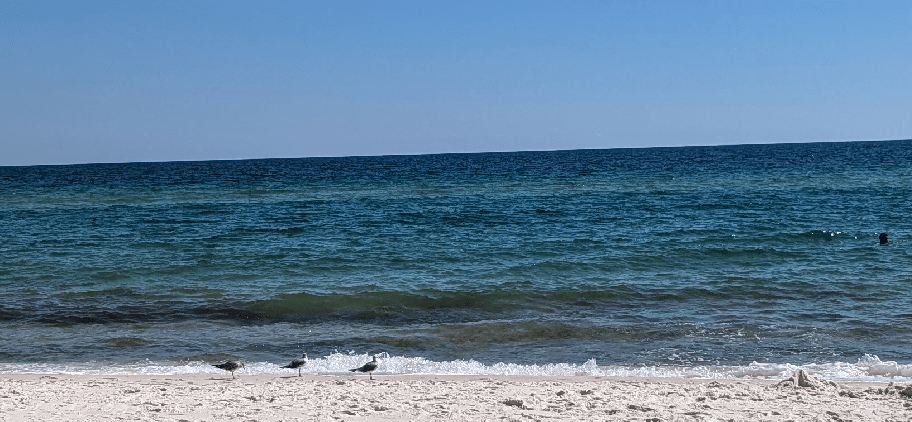 A beach, with three sea gulls contemplating life, the universe, and everything 