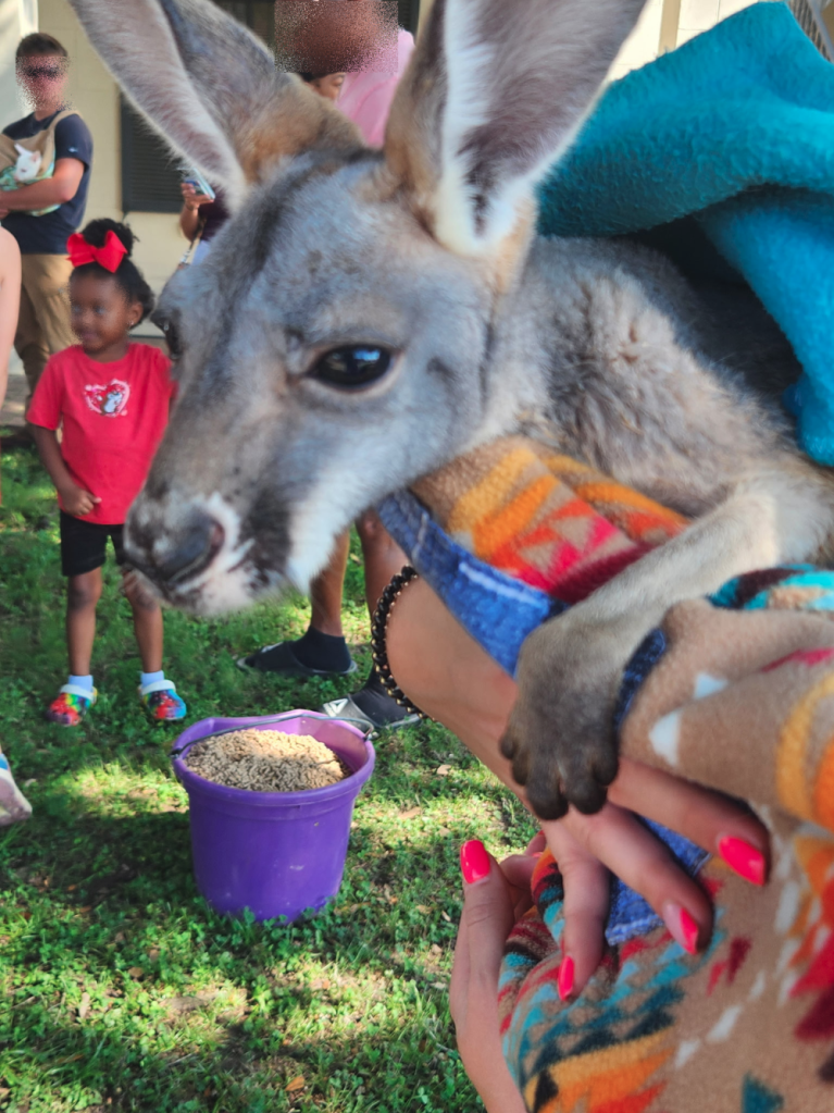 A baby  kangaroo being held by a hooman