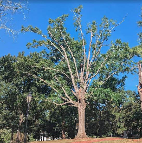 The reading tree, missing limbs