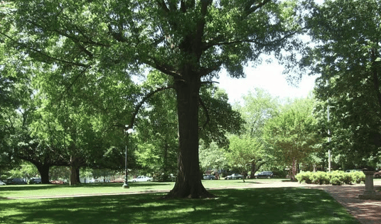 The reading tree, not missing limbs