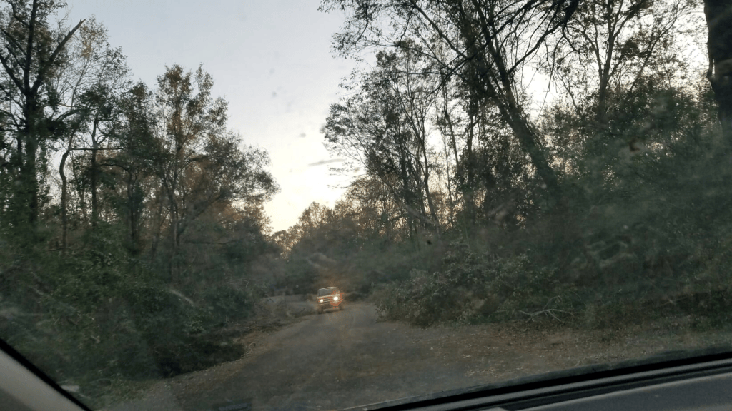 Trees fallen on either side of a county highway, reducing it to a single lane in the middle